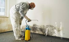 Trusted Rio Dell, CA Mold Removal & Remediation Experts